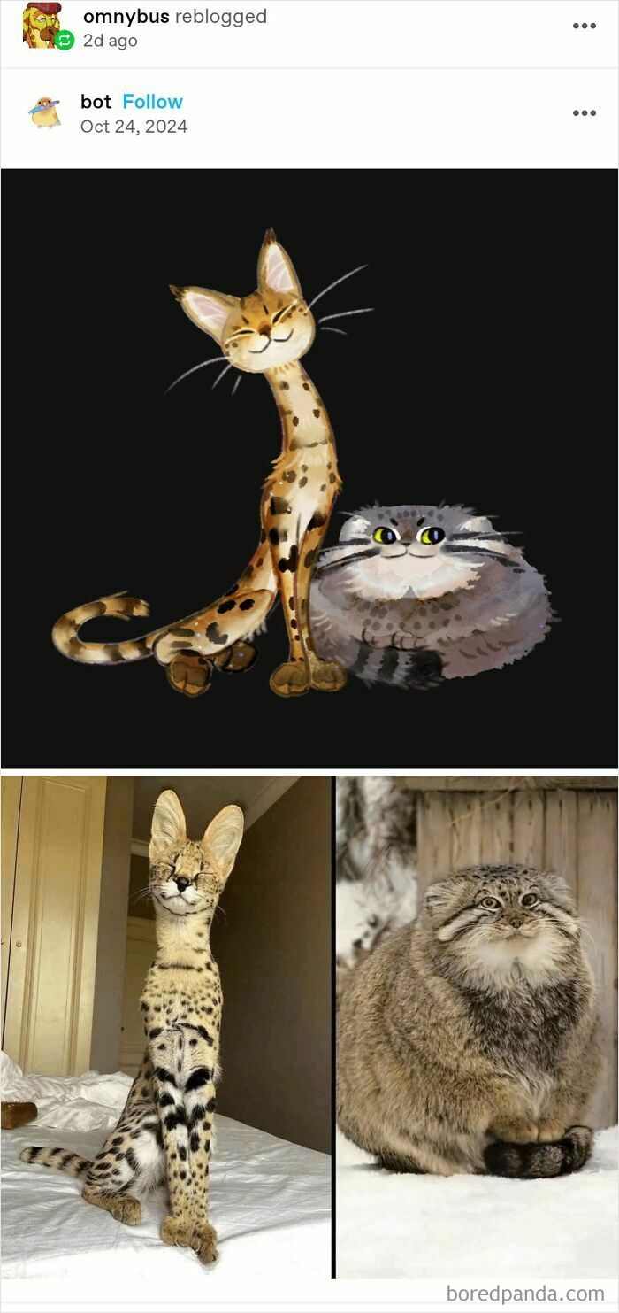 Illustration and photos of spotted and fluffy cats by Tumblr artists showcasing creative animal art styles.
