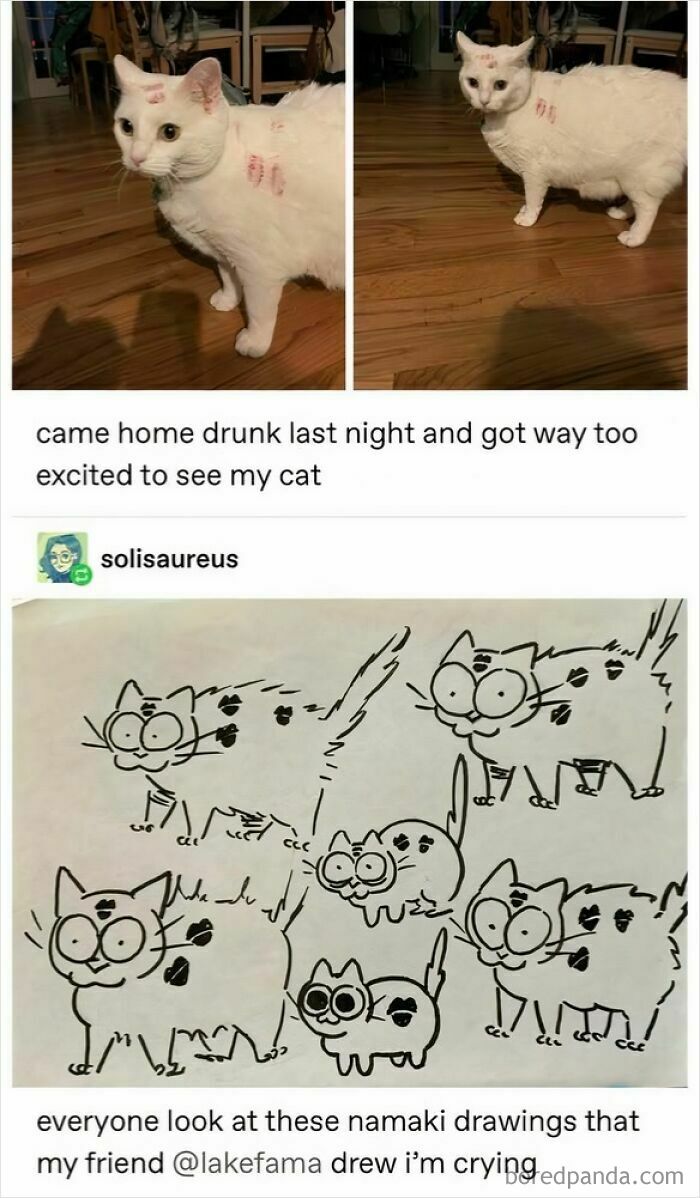 White cat with lipstick marks on fur, accompanied by humorous Tumblr artist's cartoon cat drawings.