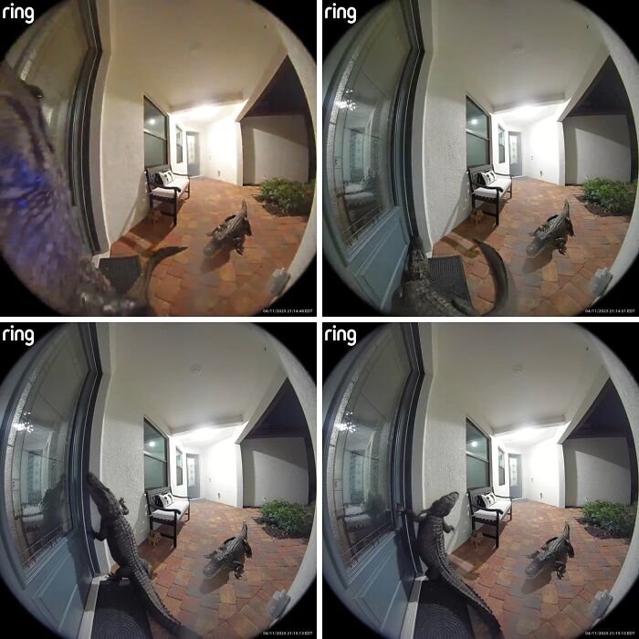 A series of Ring doorbell images showing alligators approaching and trying to enter a home, capturing gut warning moments.