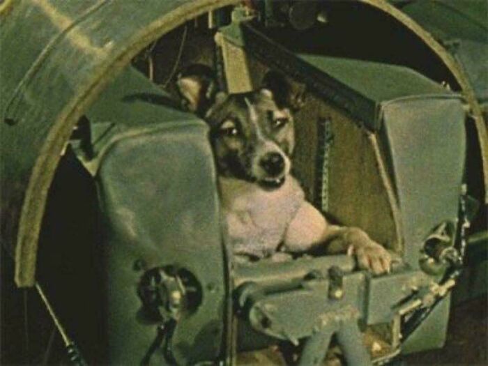 Historic photo of a dog in a military space capsule showcasing rare and fascinating life from a different era.