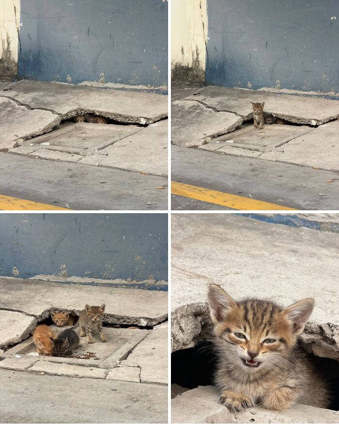 This Instagram Page With Over 4.8 Million Followers Is Delivering The Funniest Cat Memes On The Internet (25 Pics)