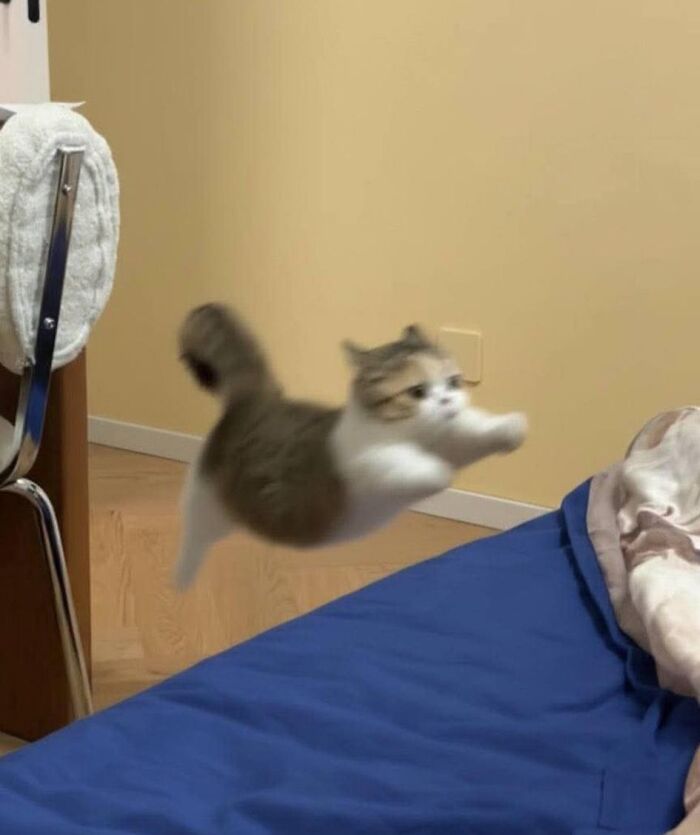 This Instagram Page With Over 4.8 Million Followers Is Delivering The Funniest Cat Memes On The Internet (25 Pics)