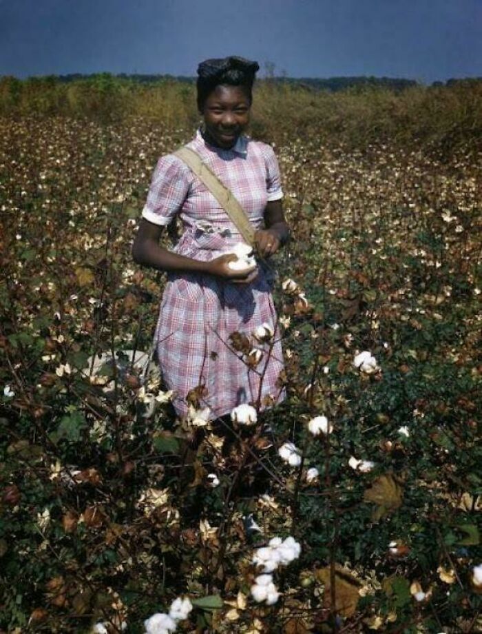 African American woman picking cotton in a field, a rare and fascinating historic photo capturing life in a different era.