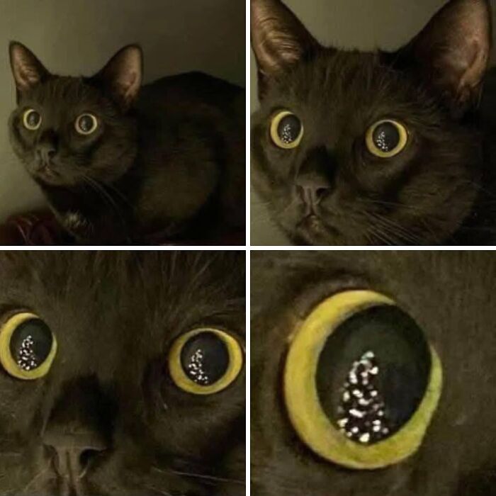 This Instagram Page With Over 4.8 Million Followers Is Delivering The Funniest Cat Memes On The Internet (25 Pics)