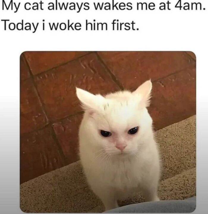 This Instagram Page With Over 4.8 Million Followers Is Delivering The Funniest Cat Memes On The Internet (25 Pics)