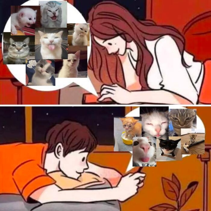 This Instagram Page With Over 4.8 Million Followers Is Delivering The Funniest Cat Memes On The Internet (25 Pics)