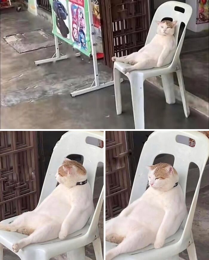 This Instagram Page With Over 4.8 Million Followers Is Delivering The Funniest Cat Memes On The Internet (25 Pics)