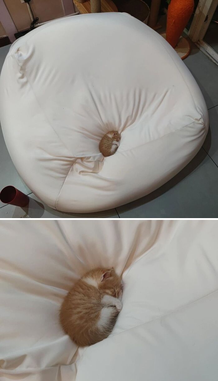 This Instagram Page With Over 4.8 Million Followers Is Delivering The Funniest Cat Memes On The Internet (25 Pics)