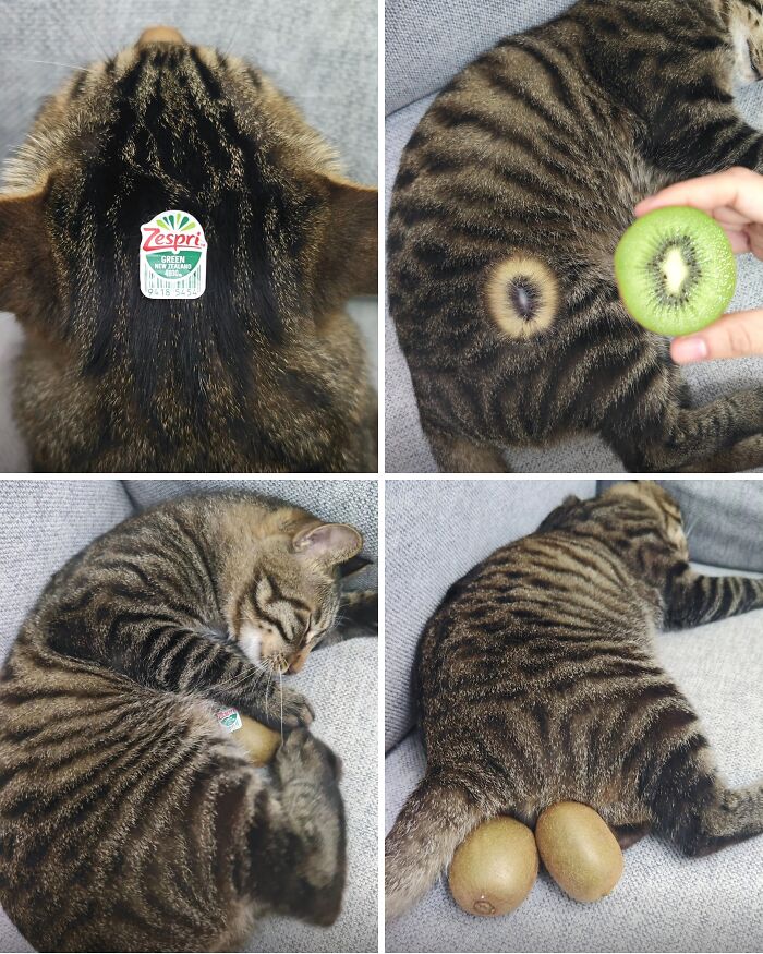 This Instagram Page With Over 4.8 Million Followers Is Delivering The Funniest Cat Memes On The Internet (25 Pics)