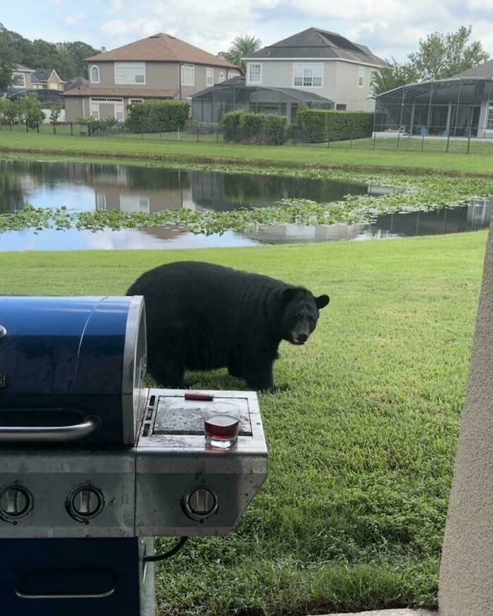 Black bear near a residential backyard grill by a pond, illustrating gut warnings about something horrible.