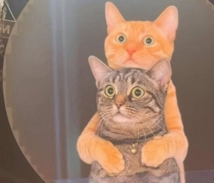 This Instagram Page With Over 4.8 Million Followers Is Delivering The Funniest Cat Memes On The Internet (25 Pics)