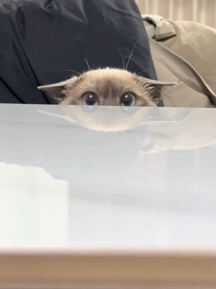 This Instagram Page With Over 4.8 Million Followers Is Delivering The Funniest Cat Memes On The Internet (25 Pics)