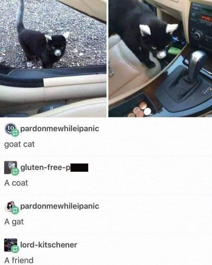 This Instagram Page With Over 4.8 Million Followers Is Delivering The Funniest Cat Memes On The Internet (25 Pics)