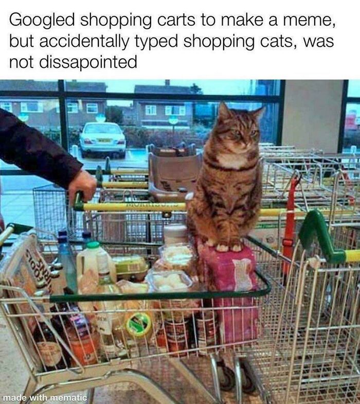Tabby cat sitting in a fully loaded shopping cart at a store, illustrating humor about cats having jobs in capitalism.