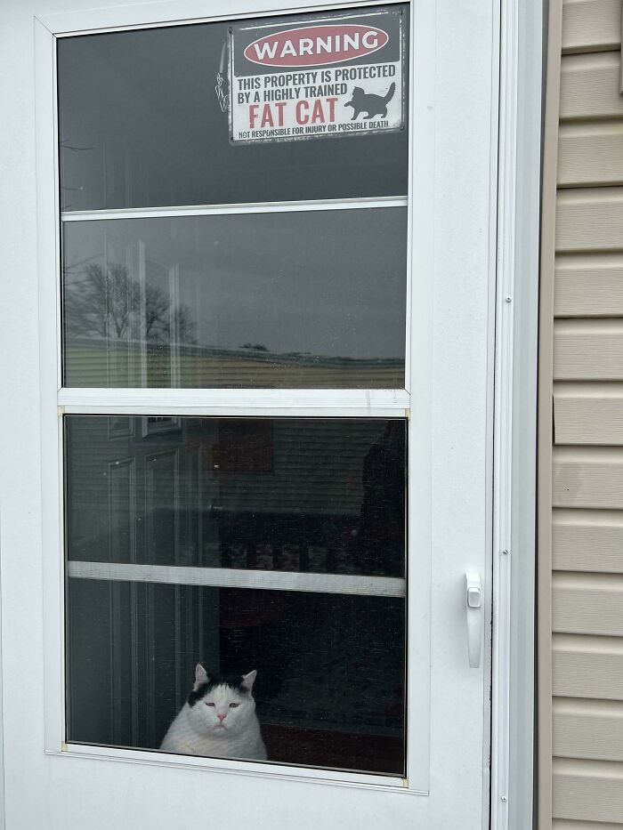 White and black cat sitting behind a glass door under a warning sign about a highly trained fat cat protector.