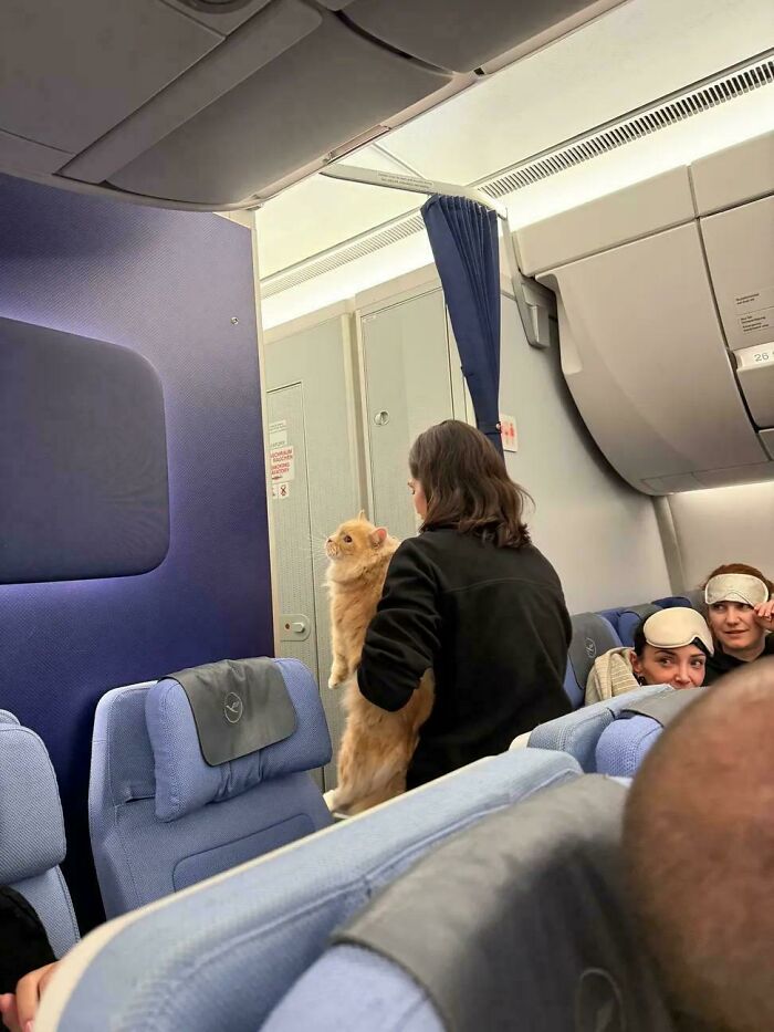 A woman holding a cat inside an airplane cabin, illustrating cats having jobs in a humorous capitalism context.