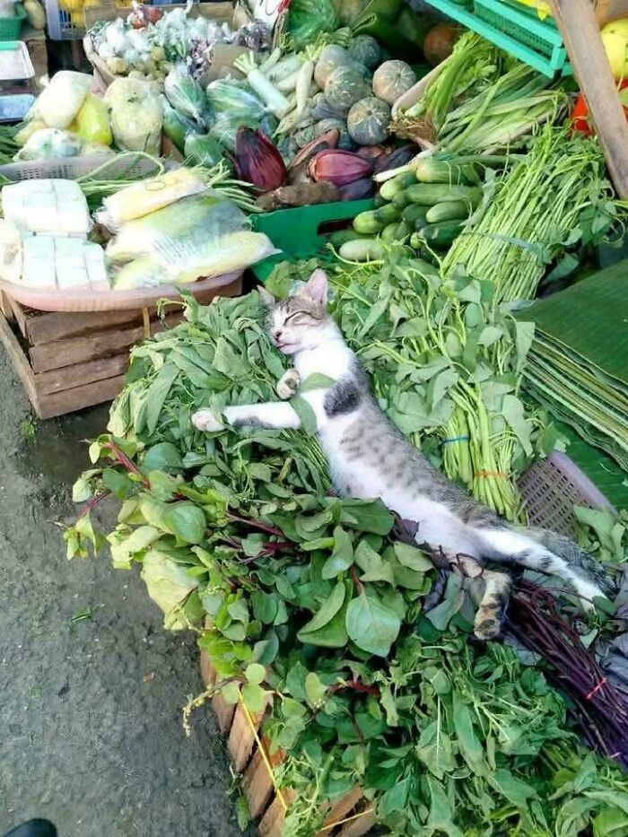 Cat lying among fresh vegetables at a market stall, showcasing humor in capitalism and cats having jobs these days.