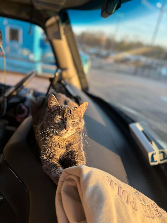 Cat resting inside a vehicle dashboard during sunset, illustrating the concept of cats having jobs in capitalism.