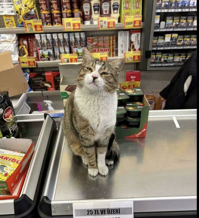 Cat sitting on a store checkout counter, humorously depicting capitalism where even cats have jobs these days.