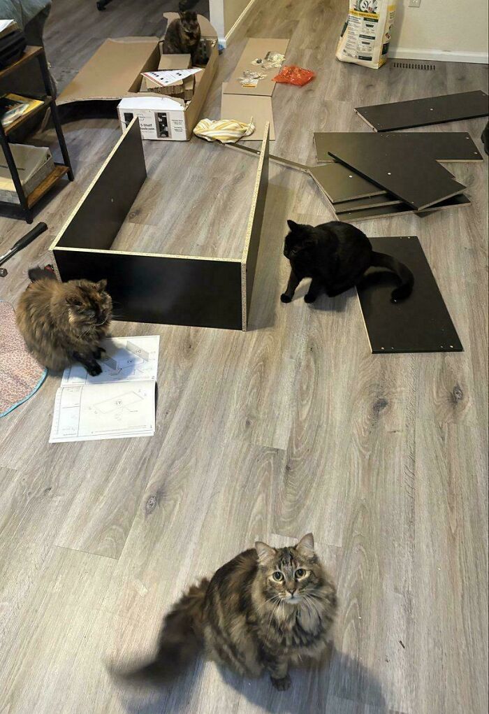 Three cats surrounded by furniture pieces and assembly instructions, playfully involved in a capitalism-themed job scene.