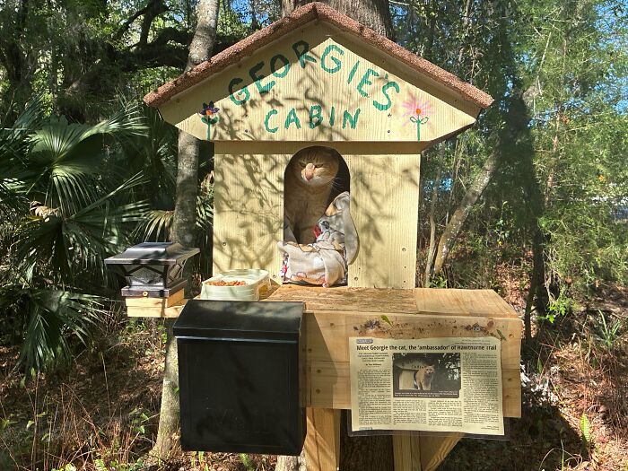 Cat inside Georgie's Cabin with food and a newspaper, highlighting cats having jobs in modern capitalism.