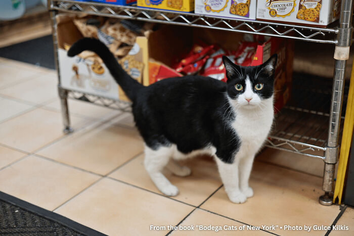 Black and white cat standing near store shelves, illustrating capitalism and cats having jobs in a humorous setting.