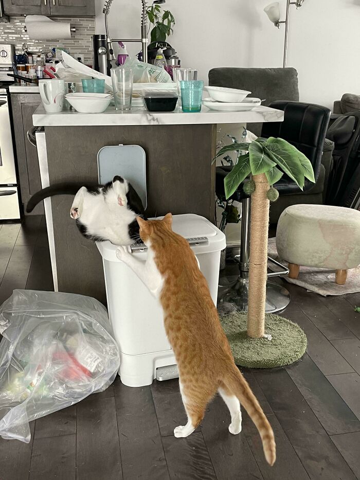 Two cats interacting near a trash bin in a kitchen, illustrating humor about capitalism and cats having jobs.