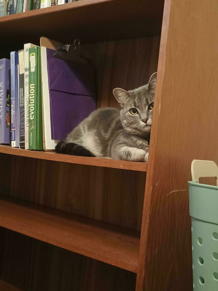 Gray cat resting on a wooden bookshelf among books, illustrating how capitalism has led even cats to have jobs.