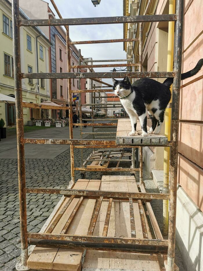 Black and white cat standing on rusted scaffolding outdoors, highlighting capitalism and cats with jobs in urban setting.