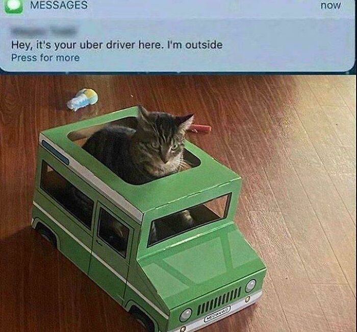 Cat sitting inside a toy car with a text message about an Uber driver, illustrating cats having jobs in capitalism.