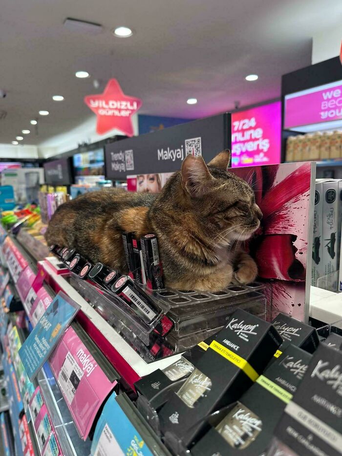 A cat working among makeup products in a store, highlighting capitalism and how even cats have jobs these days.