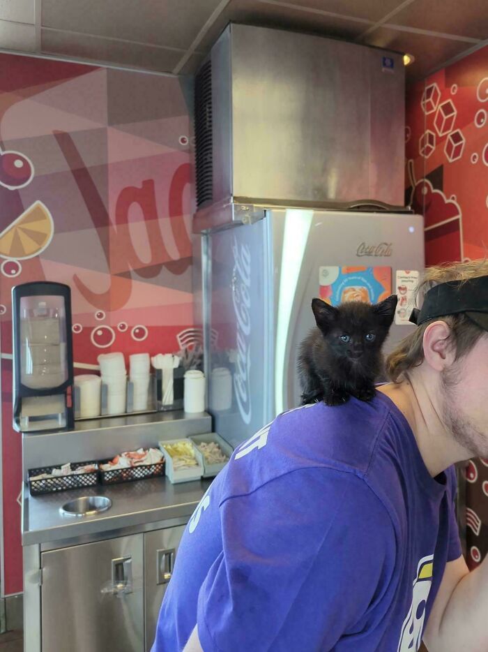 Black kitten sitting on a worker’s shoulder inside a fast-food restaurant, showing cats with jobs in capitalism humor.