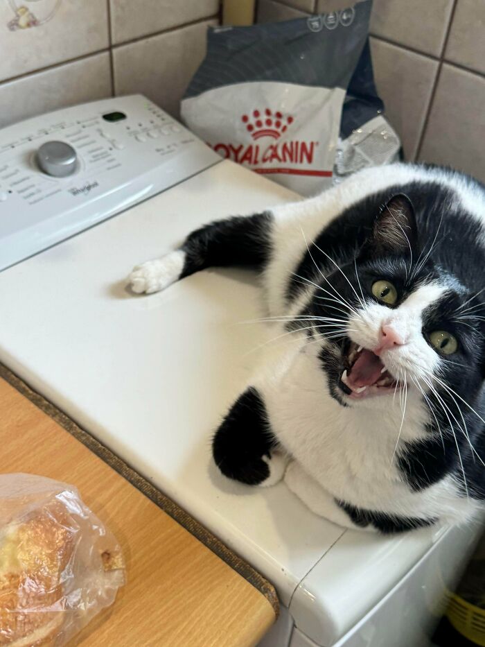 Black and white cat sitting on a washing machine, looking alert and vocal, illustrating cats having jobs in capitalism.