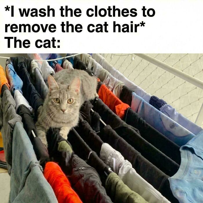 Cat sitting on clothes drying rack with various shirts, humorously reflecting how capitalism has extended to cats having jobs.