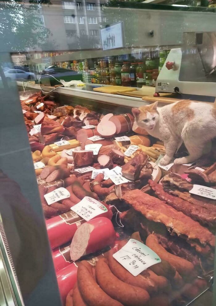 Cat standing among various meats in a deli case, showcasing capitalism reaching even cats with jobs these days.
