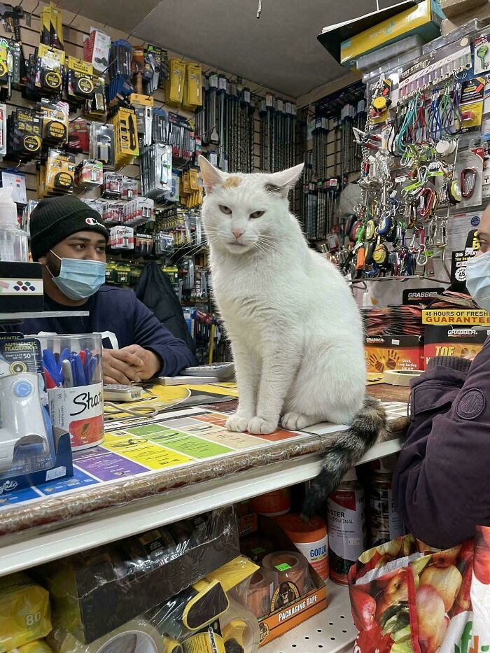 White cat sitting on a hardware store counter with a worker wearing a mask, showing cats with jobs in capitalism today