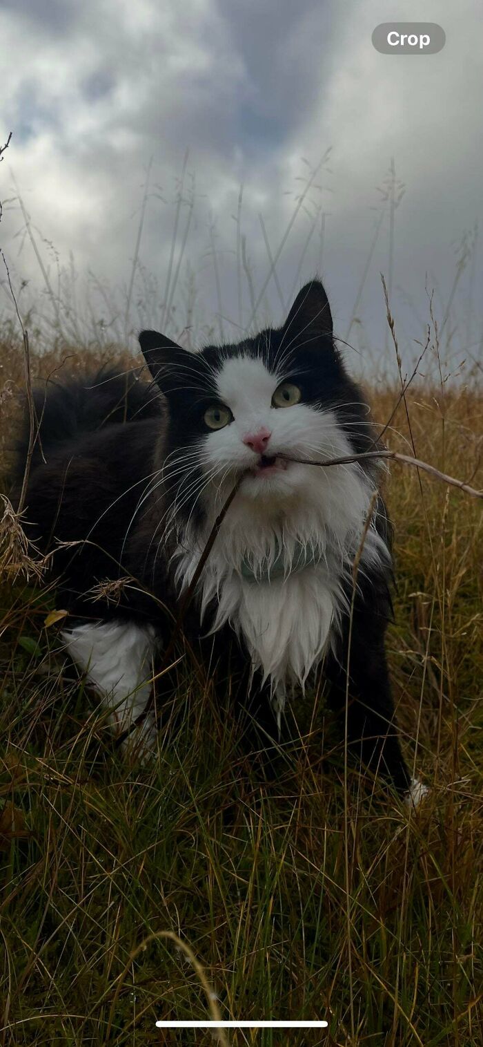 Black and white cat in tall grass holding a stick in its mouth, illustrating capitalism and cats having jobs concept.
