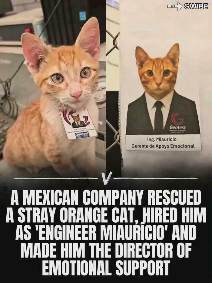 Orange cat hired as emotional support engineer by a Mexican company, showing capitalism where even cats have jobs.