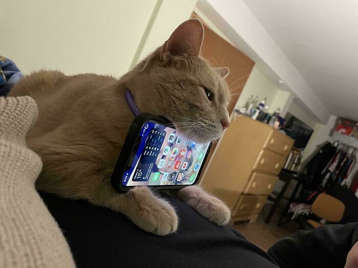 Cat holding a smartphone between its paws and neck, illustrating capitalism with cats having jobs nowadays.