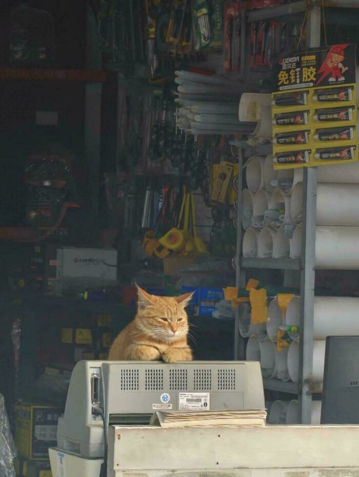 Orange cat sitting on a printer in a hardware store, humorously showing cats with jobs in a capitalist setting.