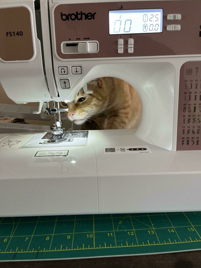 Orange tabby cat peeking through a sewing machine, illustrating the idea of cats having jobs in modern capitalism.