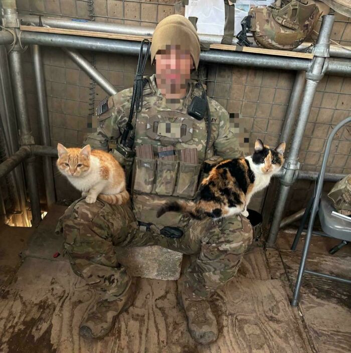Soldier in camouflage gear sitting with two cats on his legs inside a metal framed shelter, illustrating cats with jobs.