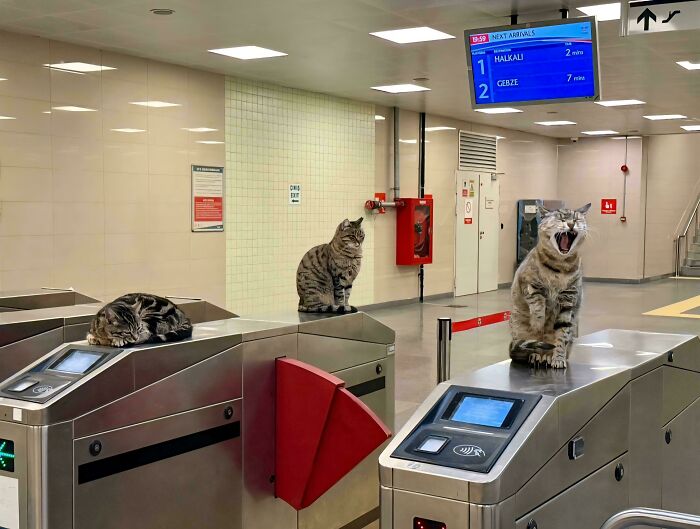 Three cats sitting on turnstiles in an empty subway station, illustrating capitalism and cats having jobs humorously.