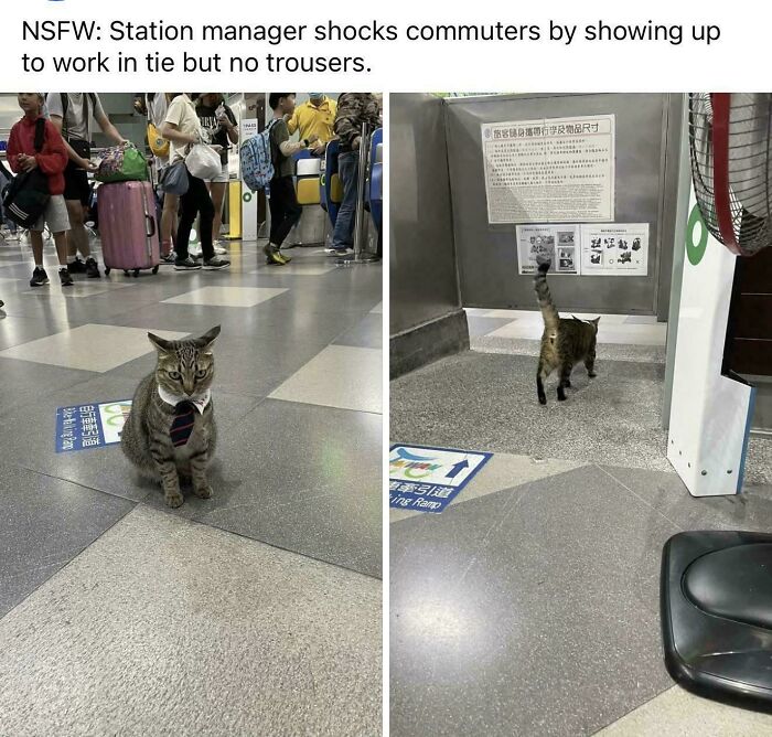 Cat wearing a tie at a busy station, humorously reflecting capitalism where even cats have jobs these days.