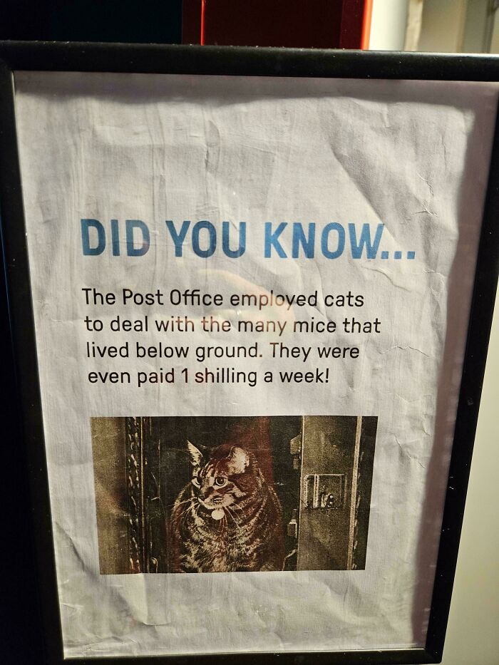 Informational poster about cats employed by the Post Office to catch mice, highlighting cats having jobs.