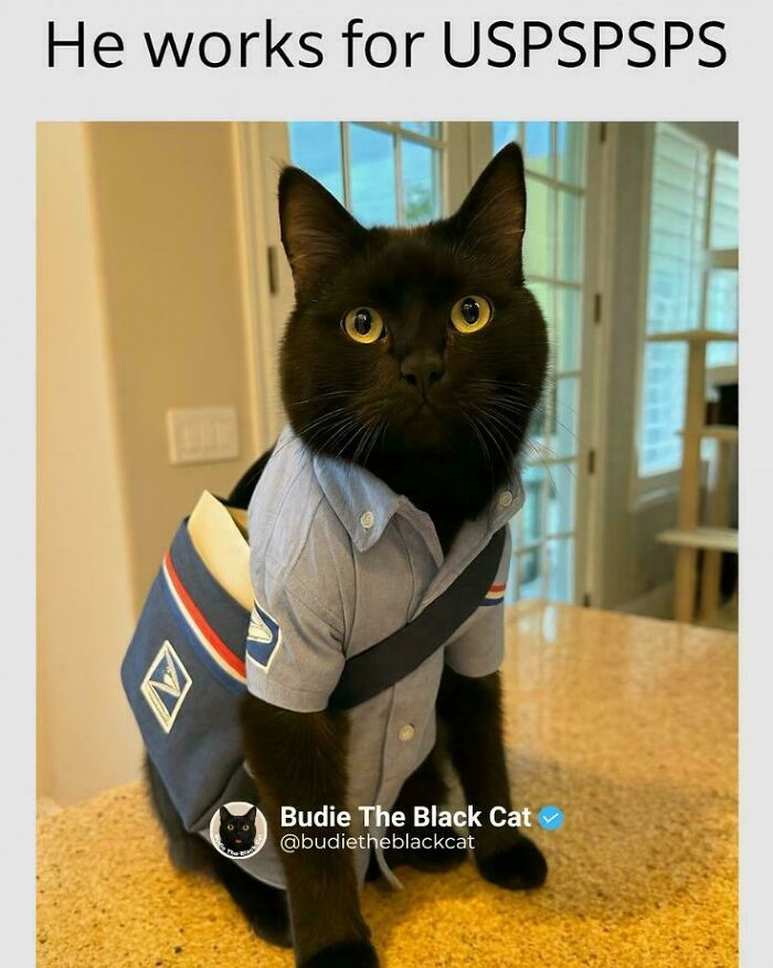 Black cat dressed as a postal worker with a USPS uniform and mailbag, showcasing cats with jobs in capitalism humor.