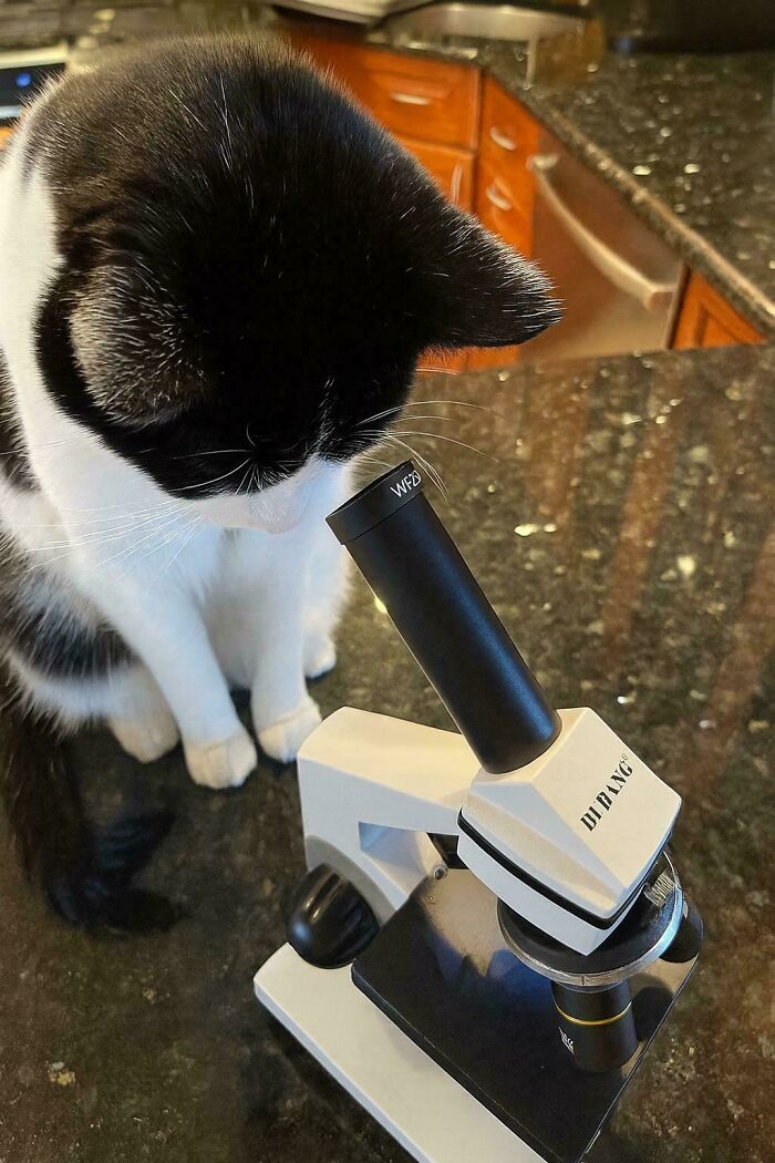Black and white cat looking into a microscope on a kitchen counter, showcasing cats with jobs in capitalism humor.