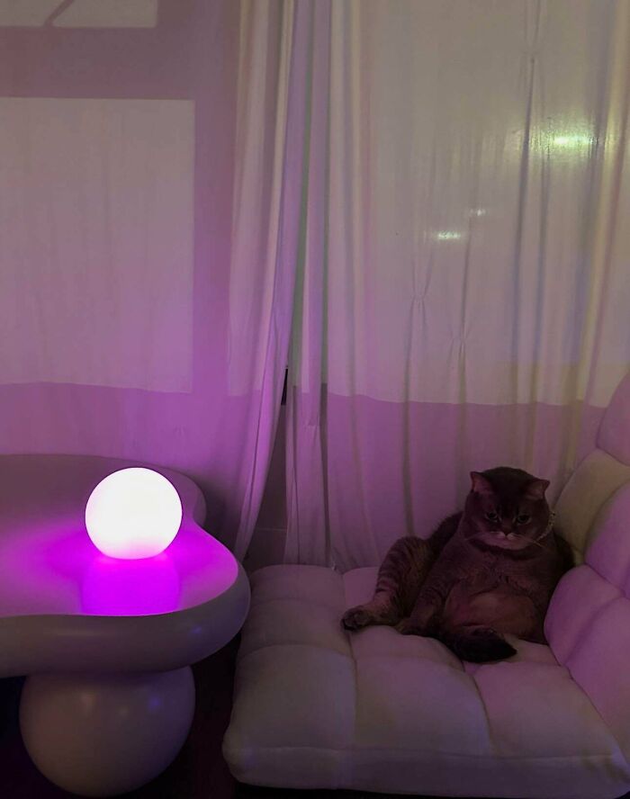 A cat sitting on a white couch in a dim room with purple lighting from a glowing orb on a modern table.