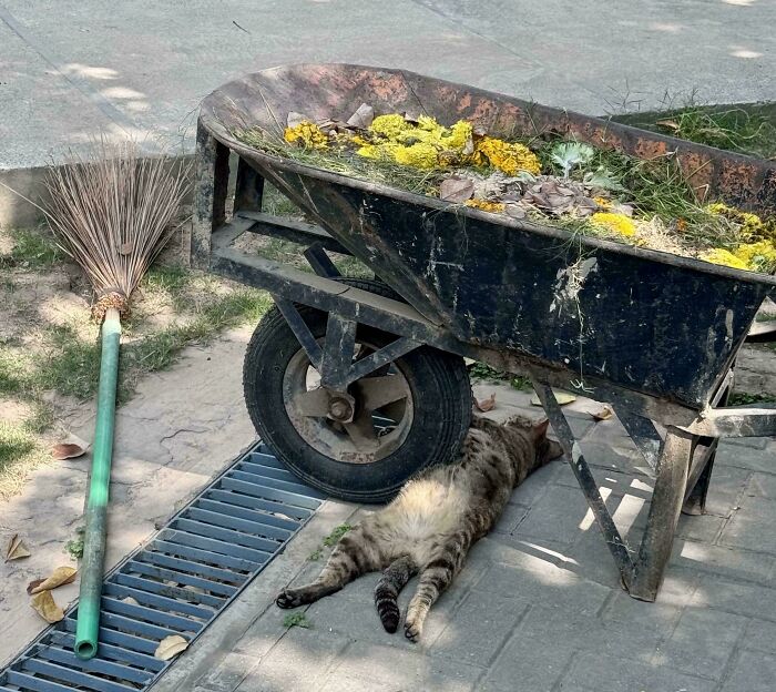 Tabby cat resting under a wheelbarrow filled with garden debris and flowers, highlighting capitalism and cats with jobs humor.