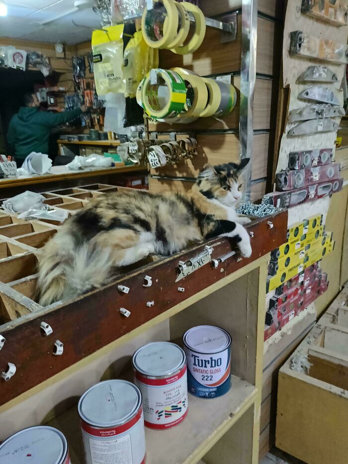 Cat lounging on a hardware store counter surrounded by supplies, illustrating capitalism with cats having jobs these days.